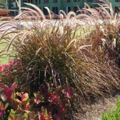 Purple Fountain Grass -Fast-Growing-Trees Shop Purple Fountain Grass 4 FGT