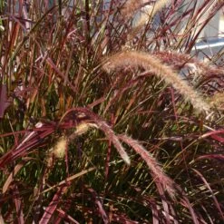Purple Fountain Grass -Fast-Growing-Trees Shop Purple Fountain Grass 5