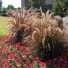 Purple Fountain Grass -Fast-Growing-Trees Shop Purple Fountain Grass FGT 600x600jpg