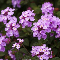 Purple Lantana -Fast-Growing-Trees Shop Purple Lantana 6 FGT