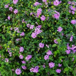 Purple Lantana -Fast-Growing-Trees Shop Purple Lantana 7 FGT