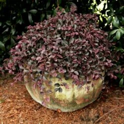 Purple Pixie® Dwarf Weeping Loropetalum -Fast-Growing-Trees Shop Purple Pixoe Loropetalum 2