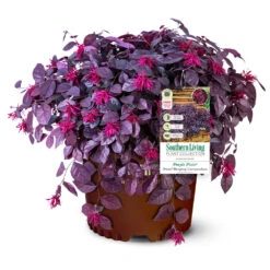 Purple Pixie® Dwarf Weeping Loropetalum -Fast-Growing-Trees Shop Purple Pixoe Loropetalum 3