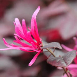 Purple Pixie® Dwarf Weeping Loropetalum -Fast-Growing-Trees Shop Purple Pixoe Loropetalum 4