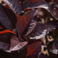 Purple Plunge Weeping Plum Tree -Fast-Growing-Trees Shop Purple Plunge 9