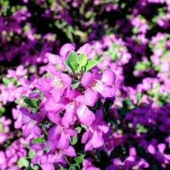 Purple Rain Texas Sage -Fast-Growing-Trees Shop Purple Rain Sage 3 FGT
