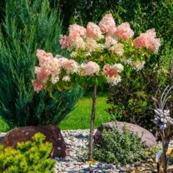 Quick Fire® Hydrangea Tree 9 Quick Fire® Hydrangea Tree -Fast-Growing-Trees Shop QyuickFire Hydrangea 1