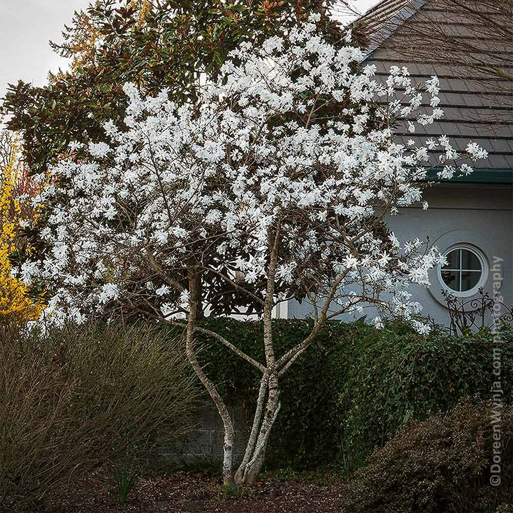 Royal Star Magnolia Tree 4 Royal Star Magnolia Tree - Image 2