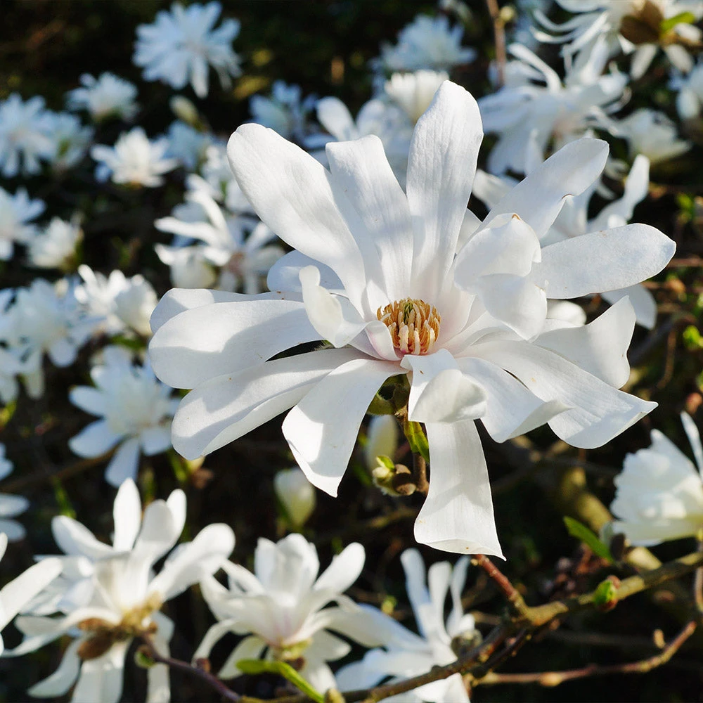 Royal Star Magnolia Tree 5 Royal Star Magnolia Tree - Image 3