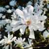 Royal Star Magnolia Tree -Fast-Growing-Trees Shop ROyal Star Magnolia FGT 600x600 5358a3e4 c585 47e2 9d06 31dfa1ba6ff9