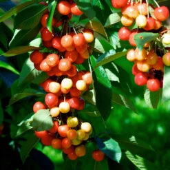 Rainier Cherry Tree 8 Rainier Cherry Tree -Fast-Growing-Trees Shop Rainier Cherry Tree 2 FGT e7faac33 9005 4201 904b 00d7c27600fd