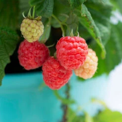 Bushel And Berry® Raspberry Shortcake® Bush -Fast-Growing-Trees Shop Raspberry Shortcake 1