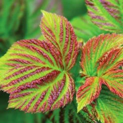 Bushel And Berry® Raspberry Shortcake® Bush -Fast-Growing-Trees Shop Raspberry Shortcake 4