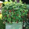 Bushel And Berry® Raspberry Shortcake® Bush 2 Bushel And Berry® Raspberry Shortcake® Bush -Fast-Growing-Trees Shop Raspberry Shortcake FGT 600x600 edb63ed1 c16d 4d68 b722 da3bd8e6cc21