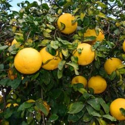 Ray Ruby Grapefruit Tree -Fast-Growing-Trees Shop Ray Ruby 1