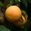 Ray Ruby Grapefruit Tree -Fast-Growing-Trees Shop Ray Ruby 3 600x600 dcf928f3 a29b 418f 8220 5b20e13dc0cf