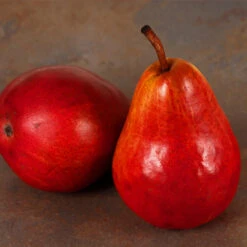 Red Bartlett Pear Tree 7 Red Bartlett Pear Tree -Fast-Growing-Trees Shop Red Bartlet Pear 1FGT