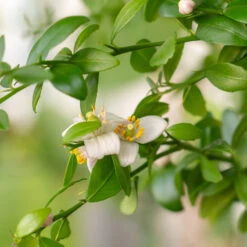 Red Finger Lime Tree -Fast-Growing-Trees Shop Red FInger Lime 2 6caf0467 1911 48e7 a9fa babb0a6fffe5