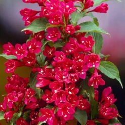 Red Prince Weigela Tree 7 Red Prince Weigela Tree -Fast-Growing-Trees Shop Red Prince Wegeila 1 FGT
