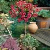 Red Prince Weigela Tree -Fast-Growing-Trees Shop Red Prince Wegeila FGT 600x600 58136608 811a 48ea 9956 1be08b95f2e7