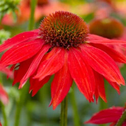 Sombrero® Salsa Red Coneflower -Fast-Growing-Trees Shop Red Salsa Coneflower 2 FGT