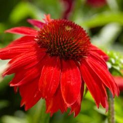Sombrero® Salsa Red Coneflower -Fast-Growing-Trees Shop Red Salsa Coneflower 4