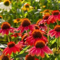 Sombrero® Salsa Red Coneflower -Fast-Growing-Trees Shop Red Salsa Coneflower 6 FGT