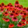 Sombrero® Salsa Red Coneflower -Fast-Growing-Trees Shop Red Salsa Coneflower FGT 600x600 f0022c1c 6993 49af 9d21 b0159e82bad2