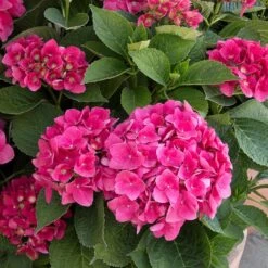 Red N' Pretty® Hydrangea Shrub 7 Red N' Pretty® Hydrangea Shrub -Fast-Growing-Trees Shop Red and Pretty Hydrangea 2