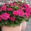 Red N' Pretty® Hydrangea Shrub 2 Red N' Pretty® Hydrangea Shrub -Fast-Growing-Trees Shop Red and Pretty Hydrangea 600x600 9d08c0b6 dc05 4572 a857 ba0df3f30de7