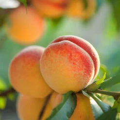 Red Baron Peach Tree -Fast-Growing-Trees Shop Red Baron Peach 5