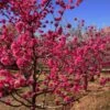 Red Baron Peach Tree -Fast-Growing-Trees Shop Red Baron Peach 600x600 b3d7cec1 5273 4192 a2eb dbdc9b4472b9