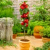 North Pole Columnar Apple Tree -Fast-Growing-Trees Shop Red Columnar Apple FGT 600x600 e47a1048 34b5 4ec4 a667 9e4025eb58f5