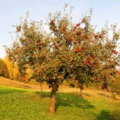 Red Delicious Apple Tree -Fast-Growing-Trees Shop Red Delicious Apple 5