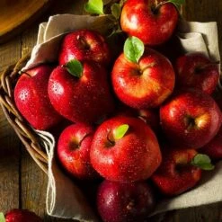 Red Delicious Apple Tree