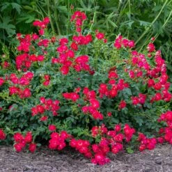 Red Drift® Rose -Fast-Growing-Trees Shop Red Drift Rose 1