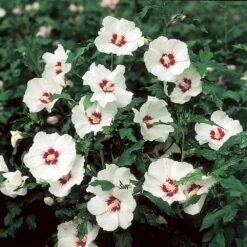 Red Heart Rose Of Sharon Althea Shrub 10 Red Heart Rose Of Sharon Althea Shrub -Fast-Growing-Trees Shop Red Heart Rose of Sharon 3