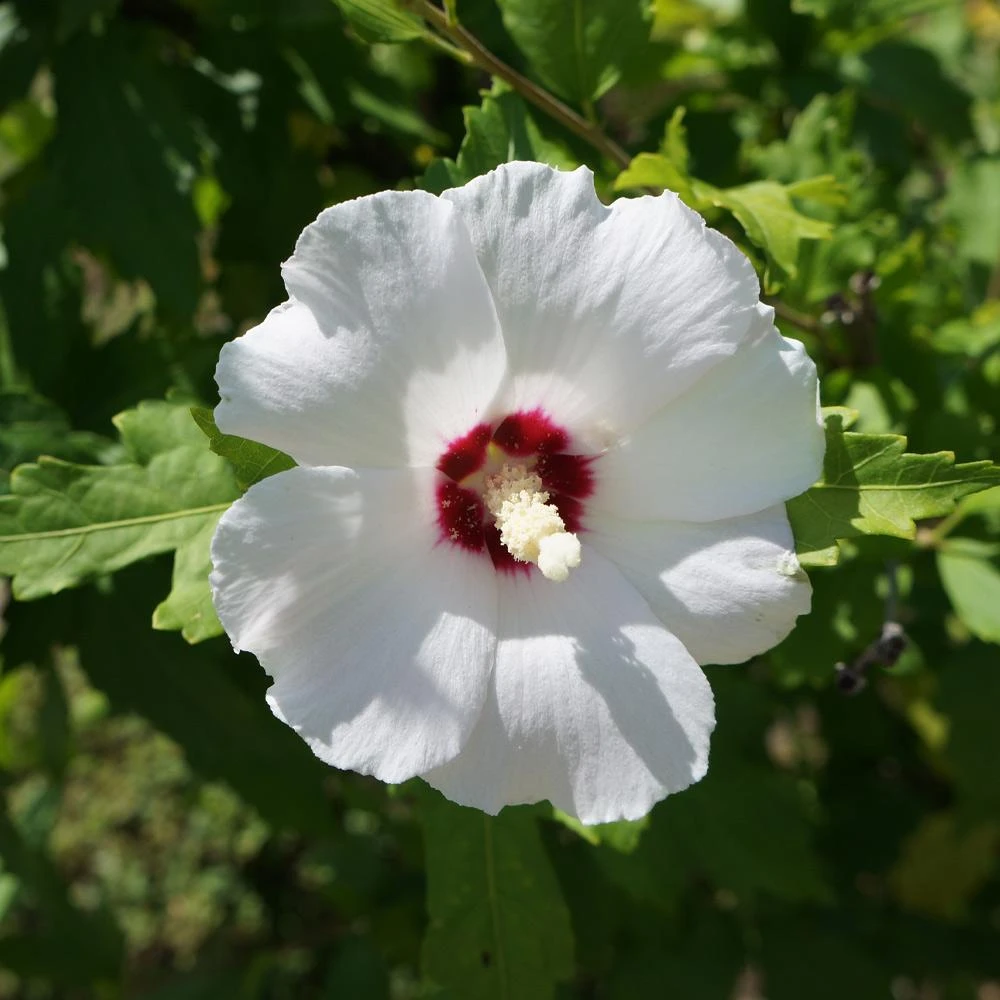 Red Heart Rose Of Sharon Althea Shrub 5 Red Heart Rose Of Sharon Althea Shrub - Image 3