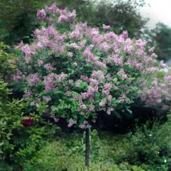 Red Pixie Lilac Tree 9 Red Pixie Lilac Tree -Fast-Growing-Trees Shop Red Pixie Lilac Tree 2