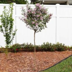 Red Pixie Lilac Tree 8 Red Pixie Lilac Tree -Fast-Growing-Trees Shop Red Pixie Lilac Tree 4 FGT