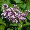 Red Pixie Lilac Tree -Fast-Growing-Trees Shop Red Pixie Lilac Tree FGT 600x6001 0334b269 e422 4d50 a710 7ee7bb547d84