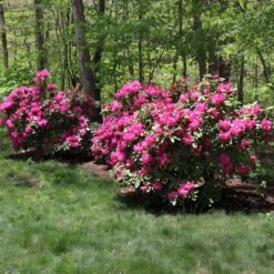 Red Rhododendron Shrub -Fast-Growing-Trees Shop Red Rhododendron 1 FGT