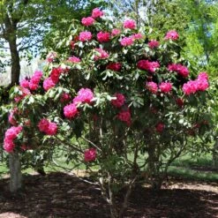 Red Rhododendron Shrub -Fast-Growing-Trees Shop Red Rhododendron 3
