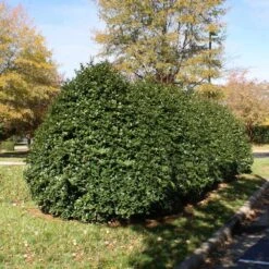 Robin™ Red Holly Tree -Fast-Growing-Trees Shop Red Robin Holly 1