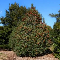 Robin™ Red Holly Tree -Fast-Growing-Trees Shop Red Robin Holly 2