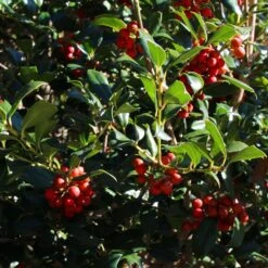 Robin™ Red Holly Tree -Fast-Growing-Trees Shop Red Robin Holly 4 FGT