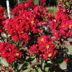 Red Rocket Crape Myrtle -Fast-Growing-Trees Shop Red Rocket Crape Myrtle FGT 2jpg