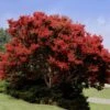 Red Rocket Crape Myrtle -Fast-Growing-Trees Shop Red Rocket Crape Myrtle FGT 600x600 469bc91f a206 4709 a513 b9074db91eb3