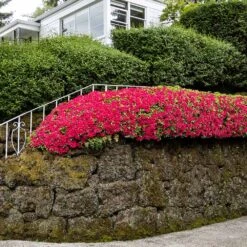 Red Ruffles Azalea Shrub 8 Red Ruffles Azalea Shrub -Fast-Growing-Trees Shop Red Ruffles Azalea 7