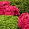 Red Ruffles Azalea Shrub -Fast-Growing-Trees Shop Red Ruffles Azalea FGT 600x600 211373a8 6e08 4035 b0a4 ef9e0dc8671b